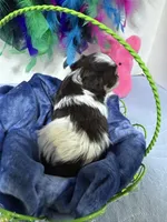 toy Davie blue eyes, a male Miniature Schnauzer for sale in Canton, GA – Photo 3 of 6