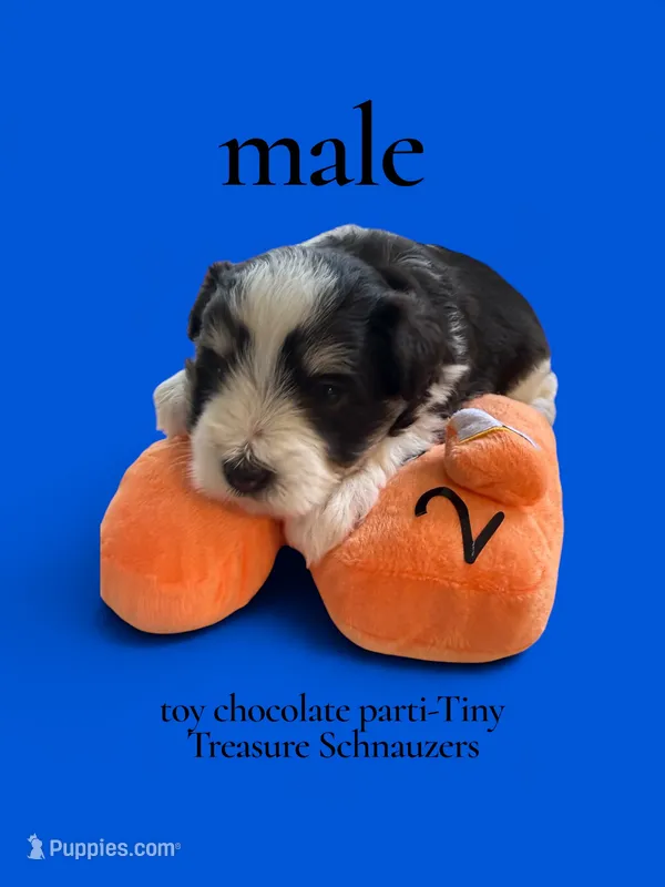 toy Brady – Miniature Schnauzer puppy for sale in Canton, GA