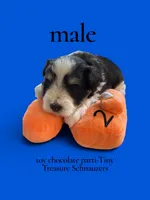 toy Brady, a male Miniature Schnauzer for sale in Canton, GA – 1 of 6