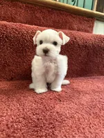 tcup Bosco, a male Miniature Schnauzer for sale in Canton, GA – Photo 5 of 7