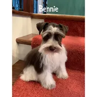 tcup Bosco, a male Miniature Schnauzer for sale in Canton, GA – Photo 3 of 7