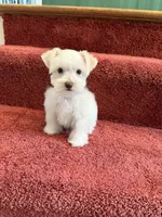 tcup Bosco, a male Miniature Schnauzer for sale in Canton, GA – Photo 7 of 7