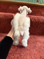 tcup Bosco, a male Miniature Schnauzer for sale in Canton, GA – Photo 6 of 7