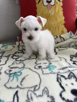 tcup Bosco, a male Miniature Schnauzer for sale in Canton, GA – Photo 1 of 7