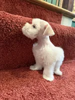 tcup Bosco, a male Miniature Schnauzer for sale in Canton, GA – Photo 4 of 7