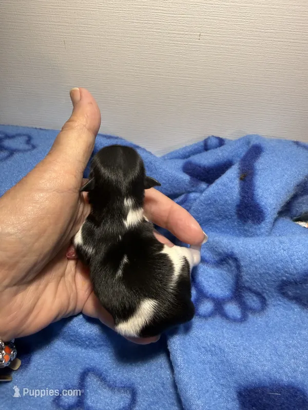 tiny toy jasper – Miniature Schnauzer puppy for sale in Canton, GA