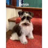 tiny toy Davie, a male Miniature Schnauzer for sale in Canton, GA – 2 of 4