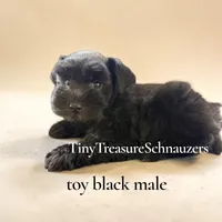 AKCsmalltoyCoal, a male Miniature Schnauzer for sale in Canton, GA – 7 of 10