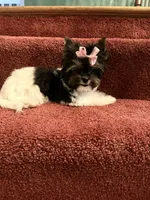 akc tiny Abbie, a female Biewer for sale in Canton, GA – 2 of 2