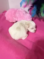 tcup/toy shelly, a female Miniature Schnauzer for sale in Canton, GA – Photo 2 of 2