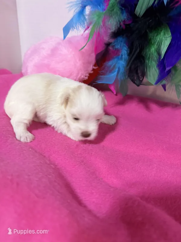 tcup/toy shelly, a female Miniature Schnauzer for sale in Canton, GA – Photo 1 of 2
