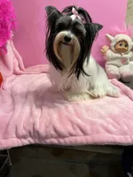 tiny Sugar, a female Biewer for sale in Canton, GA – 4 of 5