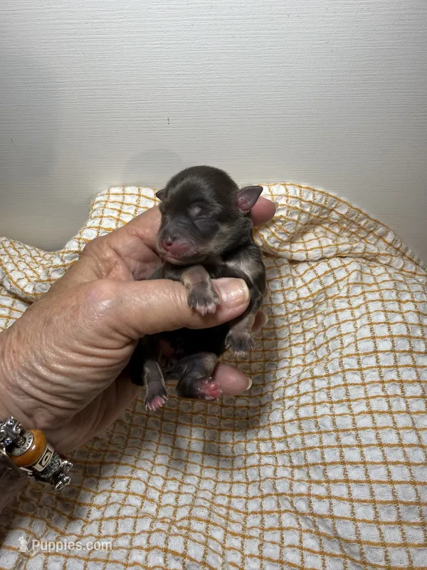 tiny toy Ellen – Miniature Schnauzer puppy for sale in Canton, GA