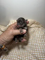 tiny toy Ellen, a female Miniature Schnauzer for sale in Canton, GA – 1 of 7