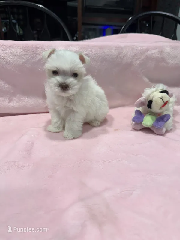 tcup/toy shelly – Miniature Schnauzer puppy for sale in Canton, GA