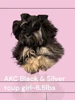 AKCsmalltoyCoal, a male Miniature Schnauzer for sale in Canton, GA – 2 of 10