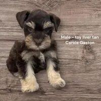 toy Bosco, a male Miniature Schnauzer for sale in Canton, GA – Photo 1 of 5