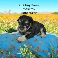 toy Bosco, a male Miniature Schnauzer for sale in Canton, GA – Photo 5 of 5