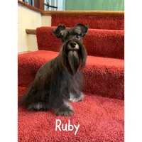 toy Bosco, a male Miniature Schnauzer for sale in Canton, GA – Photo 4 of 5