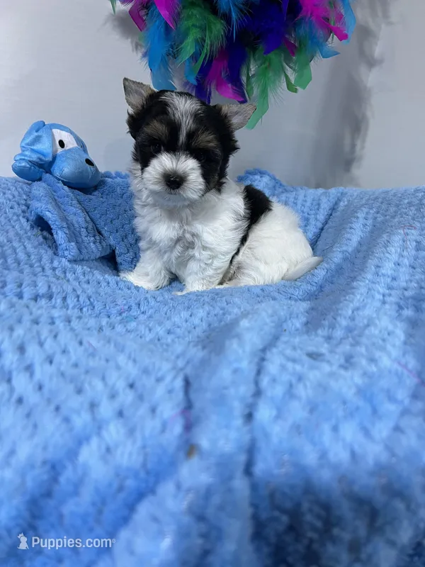 small Freddy, a male Biewer for sale in Canton, GA – Photo 1 of 5