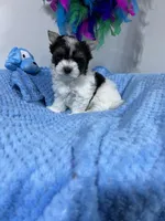 small Freddy, a male Biewer for sale in Canton, GA – Photo 1 of 5