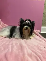 small Freddy, a male Biewer for sale in Canton, GA – Photo 2 of 5