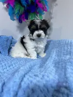 small Freddy, a male Biewer for sale in Canton, GA – Photo 5 of 5