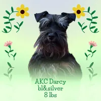 tiny toy Ellen, a female Miniature Schnauzer for sale in Canton, GA – 2 of 7