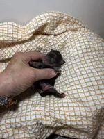 tiny toy Ellen, a female Miniature Schnauzer for sale in Canton, GA – 5 of 7