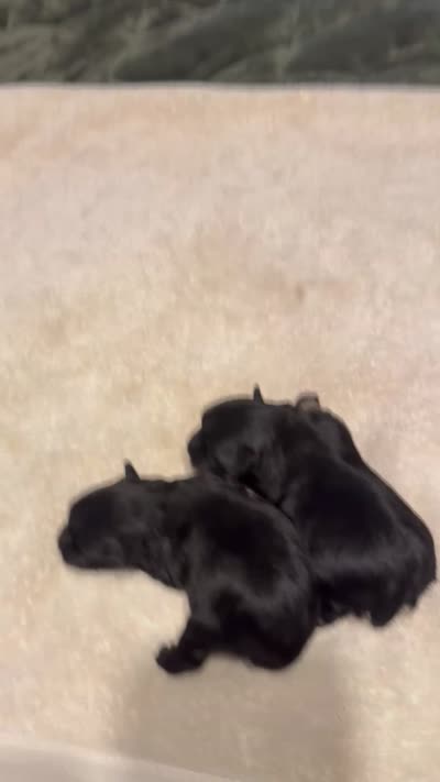smalltoyCoal, a male Miniature Schnauzer for sale in Canton, GA – 4 of 4