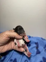 tiny toy jasper, a male Miniature Schnauzer for sale in Canton, GA – 2 of 6