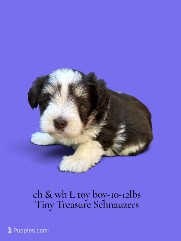 toy Brady – Miniature Schnauzer puppy for sale in Canton, GA