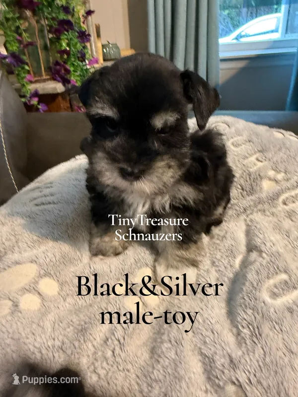 smalltoyBanjo – Miniature Schnauzer puppy for sale in Canton, GA