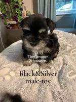 AKC smalltoyBanjo, a male Miniature Schnauzer for sale in Canton, GA – 1 of 5