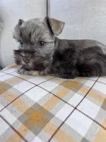 toy Asia, a female Miniature Schnauzer for sale in Canton, GA – Photo 5 of 8