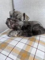 toy Asia, a female Miniature Schnauzer for sale in Canton, GA – Photo 7 of 8