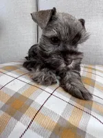 toy Asia, a female Miniature Schnauzer for sale in Canton, GA – Photo 2 of 8
