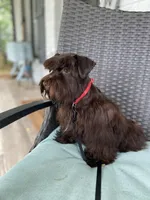 toy Asia, a female Miniature Schnauzer for sale in Canton, GA – Photo 6 of 8