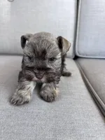 toy Asia, a female Miniature Schnauzer for sale in Canton, GA – Photo 1 of 8