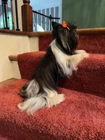 akc stud Frankie, a male Biewer for sale in Canton, GA – Photo 2 of 2