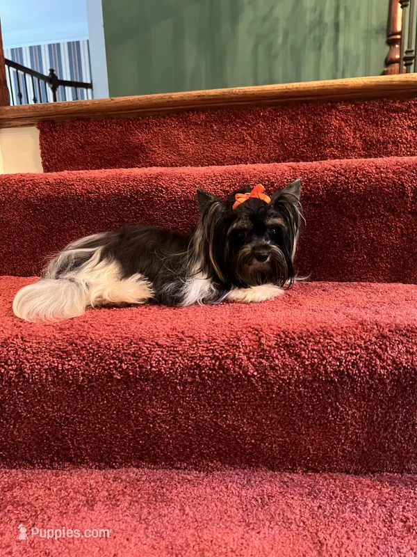 akc stud Frankie, a male Biewer for sale in Canton, GA – Photo 1 of 2