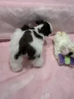 teacup/toy Penny, a female Miniature Schnauzer for sale in Canton, GA – 2 of 3