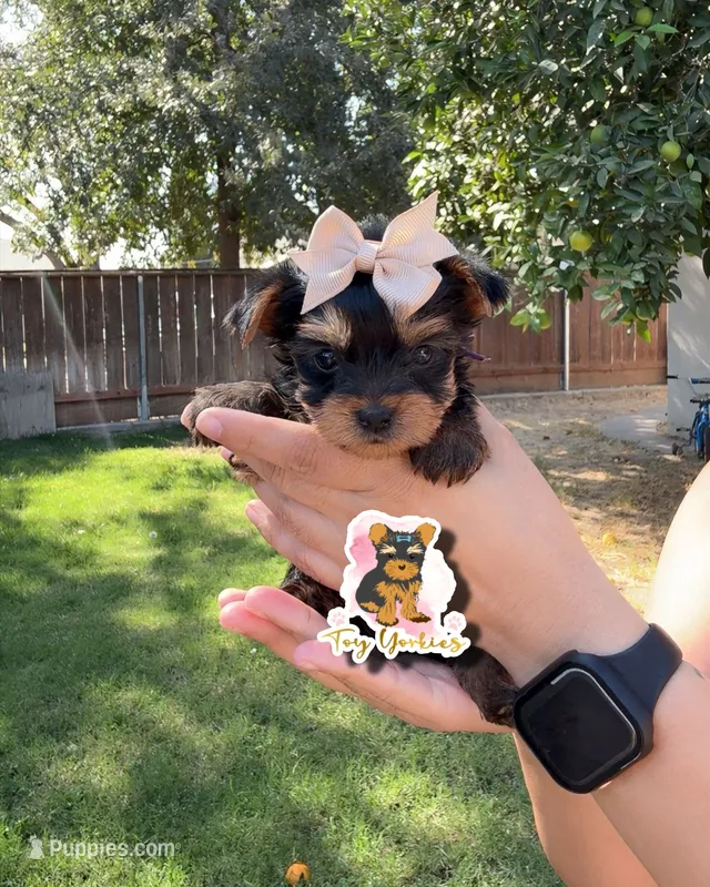 Dori teacup  – Yorkshire Terrier puppy for sale in Modesto, CA
