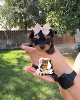 Dori teacup , a female Yorkshire Terrier for sale in Modesto, CA – 1 of 2