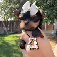 Nova teacup, a female Yorkshire Terrier for sale in Modesto, CA – 2 of 2
