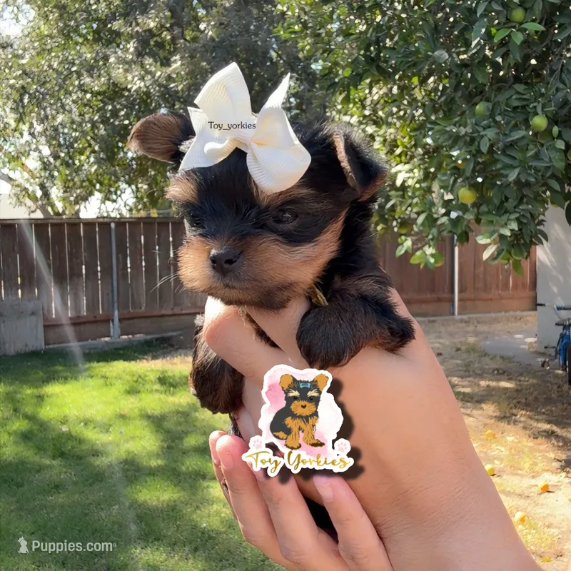 Nova teacup – Yorkshire Terrier puppy for sale in Modesto, CA