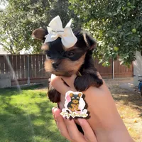 Nova teacup, a female Yorkshire Terrier for sale in Modesto, CA – 1 of 2