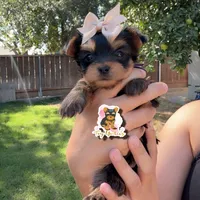 Dori teacup , a female Yorkshire Terrier for sale in Modesto, CA – 2 of 2