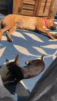 Snoop, a male Chihuahua for sale in Canton, OH – 2 of 6