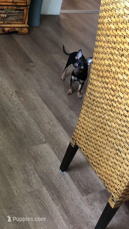 Snoop – Chihuahua puppy for sale in Canton, OH